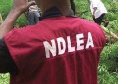 Trans-border drug cartel busted by NDLEA, 5 kingpins arrested