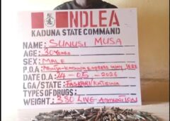 NDLEA Seizes 380 Military-Grade Bullets, 1.2 tonnes of Skunk in Major Drug Raids